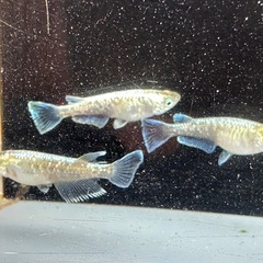 メダカ エメラルドフィン 1ペア＋メスの画像