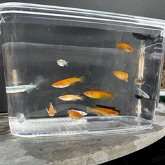 厳選　ミックスメダカ　50匹＋αの画像