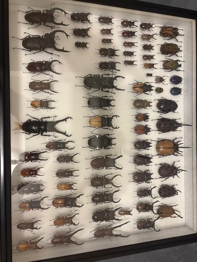 昆虫標本！ クワガタムシ カブトムシ 