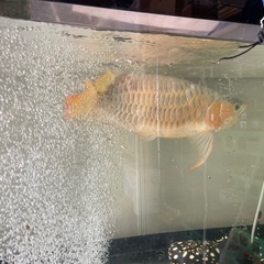 水槽フルセット（生体込）の画像