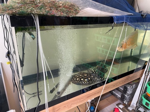 4月限定値段引き下げ中★水槽フルセット（生体込）スーパレッドショート、品川ダイヤペア