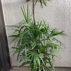 🪴棕櫚竹(シュロチク)観葉植物Fの画像