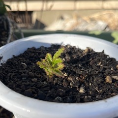 ブラックベリー苗(トリプルクラウン)の画像