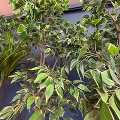 観葉植物の画像