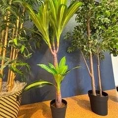 観葉植物の画像