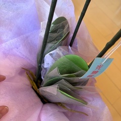 光触媒 胡蝶蘭 造花 インテリア  お祝い　アレンジの画像