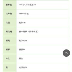 バラ苗【トゥルーブルーム・レッドキャプテン】の画像