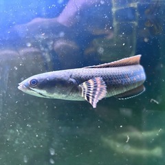 熱帯魚-チャンナプルクラの画像