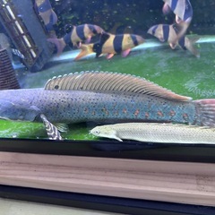 熱帯魚-チャンナプルクラの画像