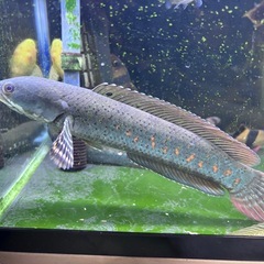 熱帯魚-チャンナプルクラの画像