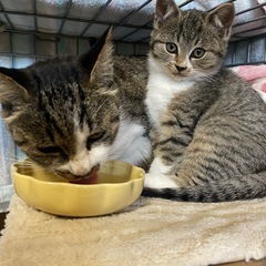 子育てが終わった母猫です