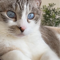 珍しいグレーのサバシロ🩶瞳がブルーの甘えん坊女の子