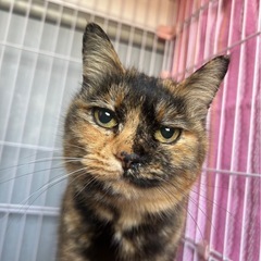 とても可愛いサビチャン🩷🩷 − 三重県