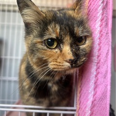 とても可愛いサビチャン🩷🩷 - 松阪市