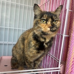 とても可愛いサビチャン🩷🩷