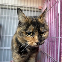 とても可愛いサビチャン🩷🩷 - 猫