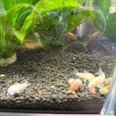 熱帯魚白コリドラス1匹
の画像