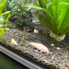 熱帯魚白コリドラス1匹
の画像