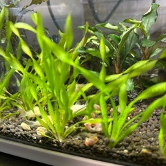 水草スクリューバリスネリア子株5つの画像