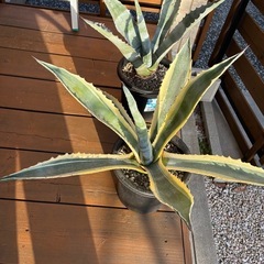 観葉植物　アガベ　ユッカの画像