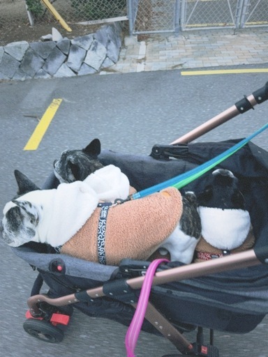 大型ペットカート 耐荷重45kg 折りたたみ可 多頭飼い・大型犬OK (小梅 