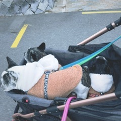 【美品
】大型ペットカート 耐荷重45kg 折りたたみ可 多頭飼い・大型犬OK の画像