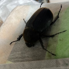 ヘラクレスメス標本用の画像