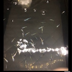 ユリシスパラディーゾ　メダカの画像