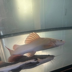 プラチナレッドテールキャットの画像