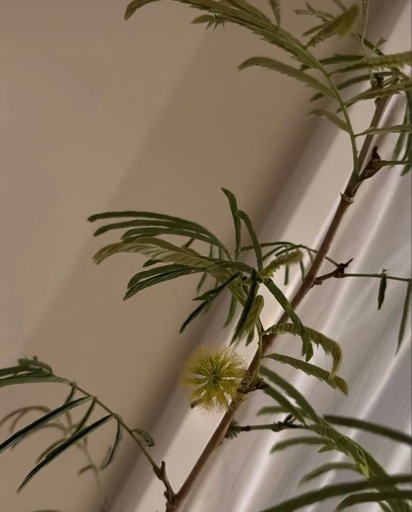 【価格相談可】165cm 曲がり木仕立て エバーフレッシュ　観葉植物　室内用