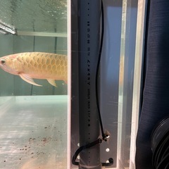 150×60×60オーバーフロー水槽の画像