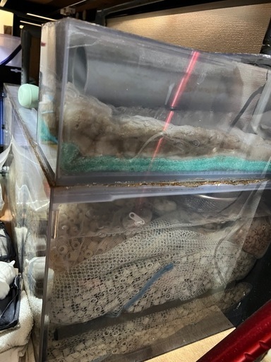 150×60×60オーバーフロー水槽