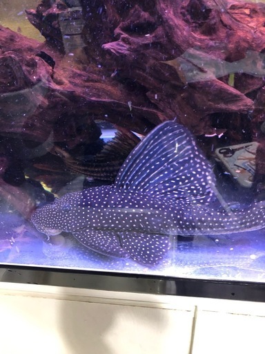 ローズスポットアンジェリカス　水槽　アクアリウム　プレコ　熱帯魚