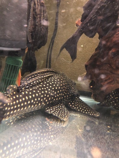 ローズスポットアンジェリカス　水槽　アクアリウム　プレコ　熱帯魚