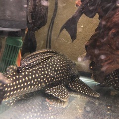 ローズスポットアンジェリカス　アクアリウム　プレコ　熱帯魚の画像