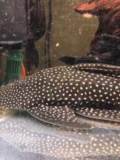 ローズスポットアンジェリカス　水槽　アクアリウム　プレコ　熱帯魚