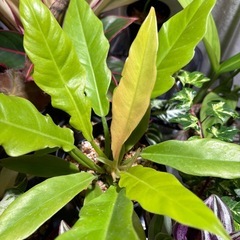 フィロデンドロン ゴールデンクロコダイルの画像