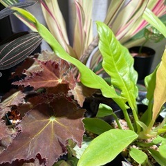 フィロデンドロン ゴールデンクロコダイルの画像