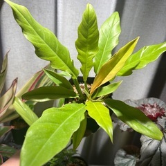 フィロデンドロン ゴールデンクロコダイルの画像