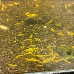 イエローチェリーシュリンプの画像