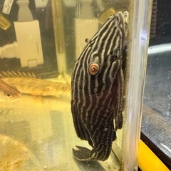 ロイヤルプレコの画像