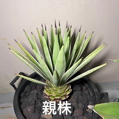 植物　アガベ　白閃光①の画像