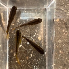 オランジェメダカ 若魚セット（オス2メス3）の画像