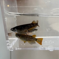 オランジェメダカ 若魚セット（オス2メス3）の画像