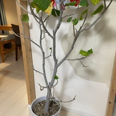 ウンベラータの画像