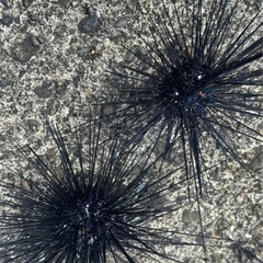 【底物釣り用の餌『冷凍ガンガセウニ』60〜70個】の画像