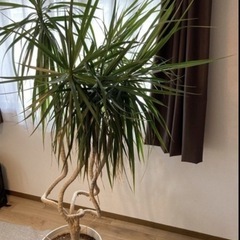 ビッグ！　ドラセナ コンシンネ  曲り龍の画像