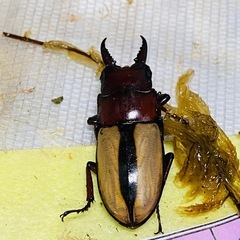 ③フルストルファーノコギリクワガタ　新成虫ペアの画像