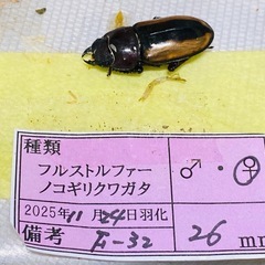 ③フルストルファーノコギリクワガタ　新成虫ペアの画像