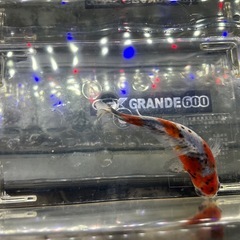 国産　有名養魚場産　キャリコ系銀鱗和金　１０〜１１cmくらい　金魚　観賞魚の画像